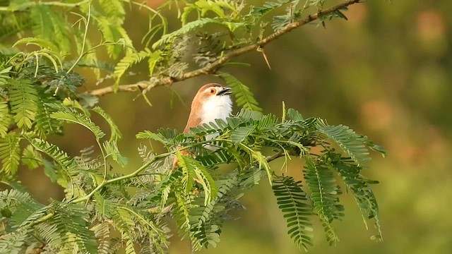 Yellow-eyed Babbler - ML596289841