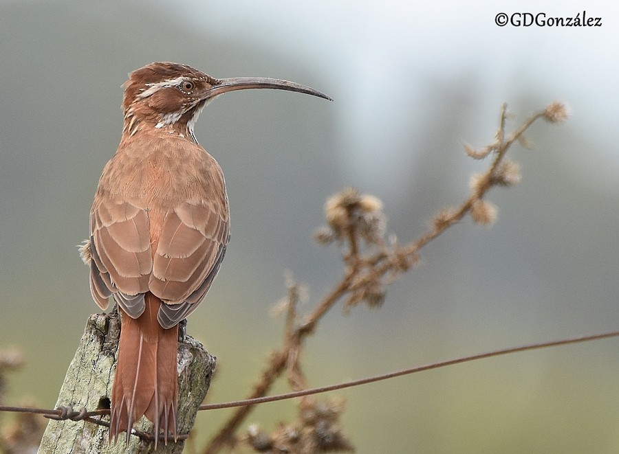 sabeltreløper - ML596290941