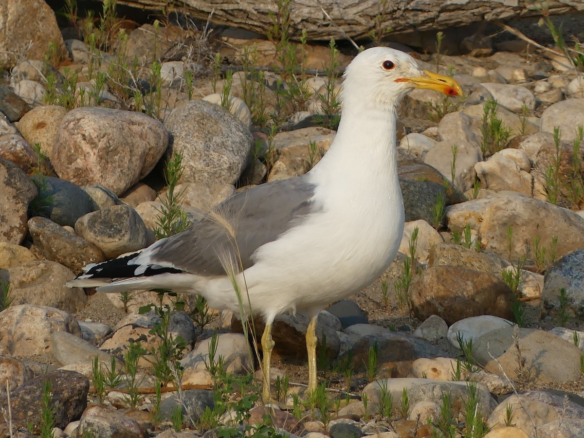 California Gull - Peder Stenslie