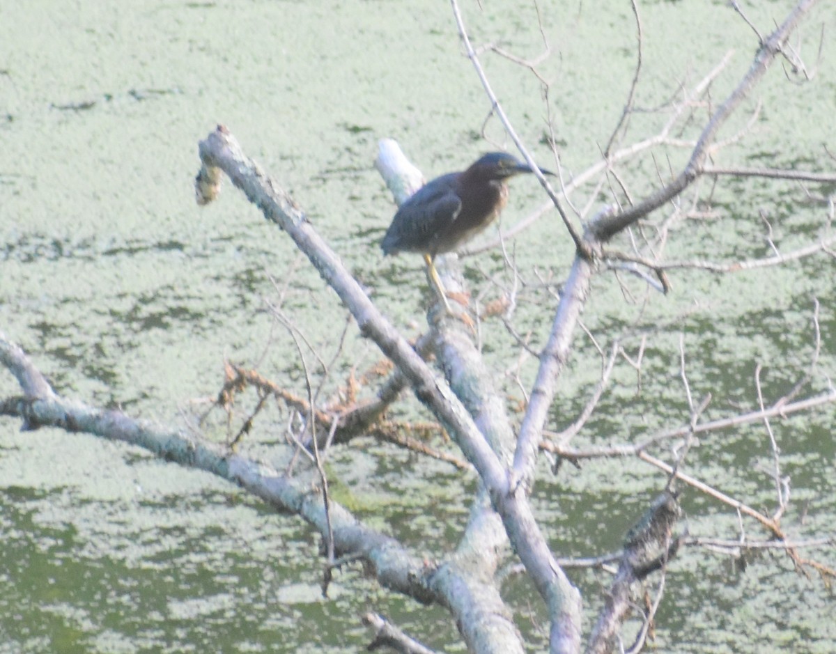 Green Heron - ML596292961