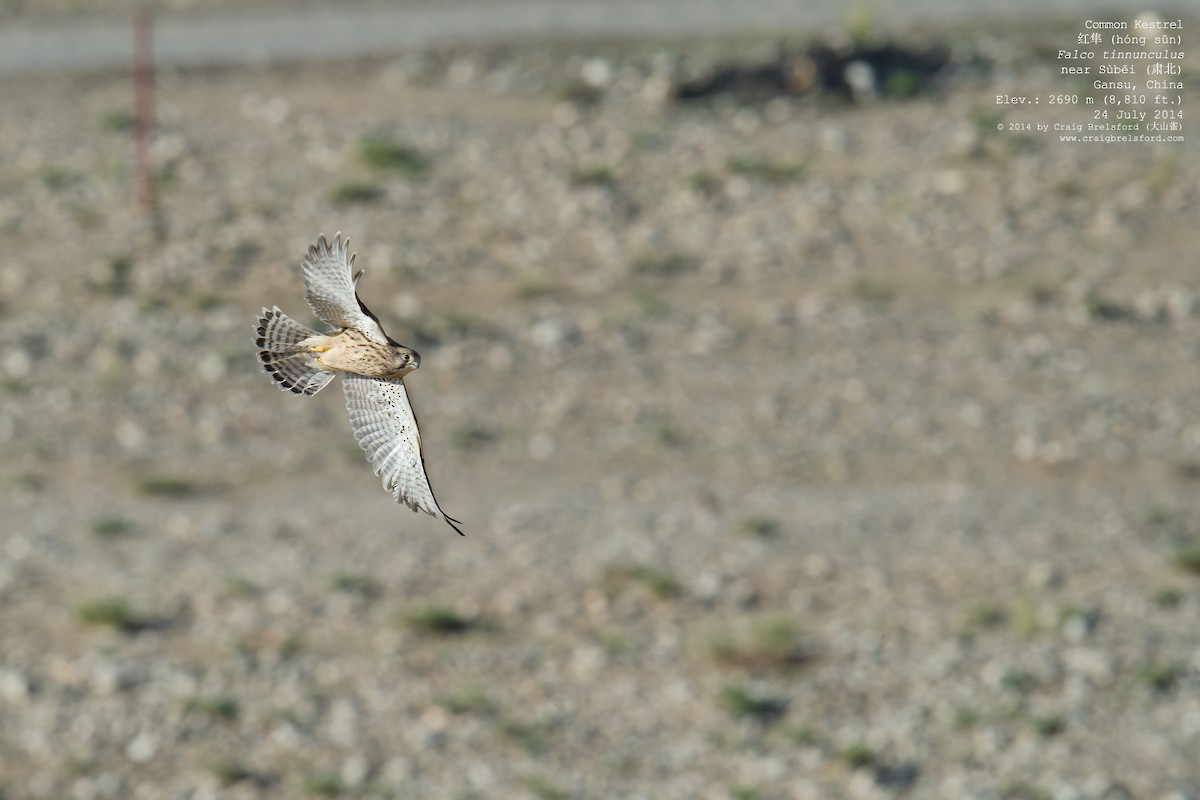 Eurasian Kestrel - ML59629301