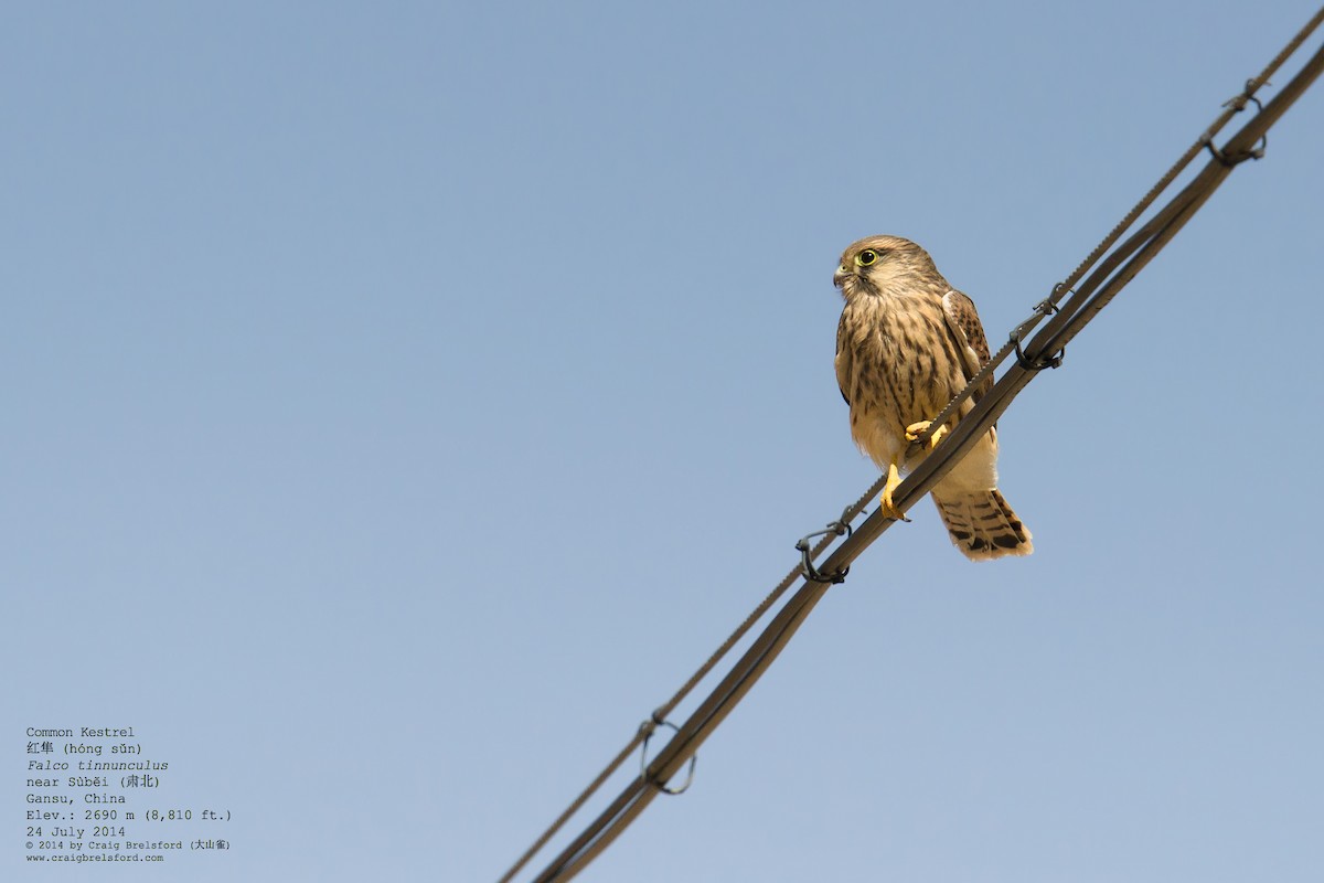 Eurasian Kestrel - ML59629331