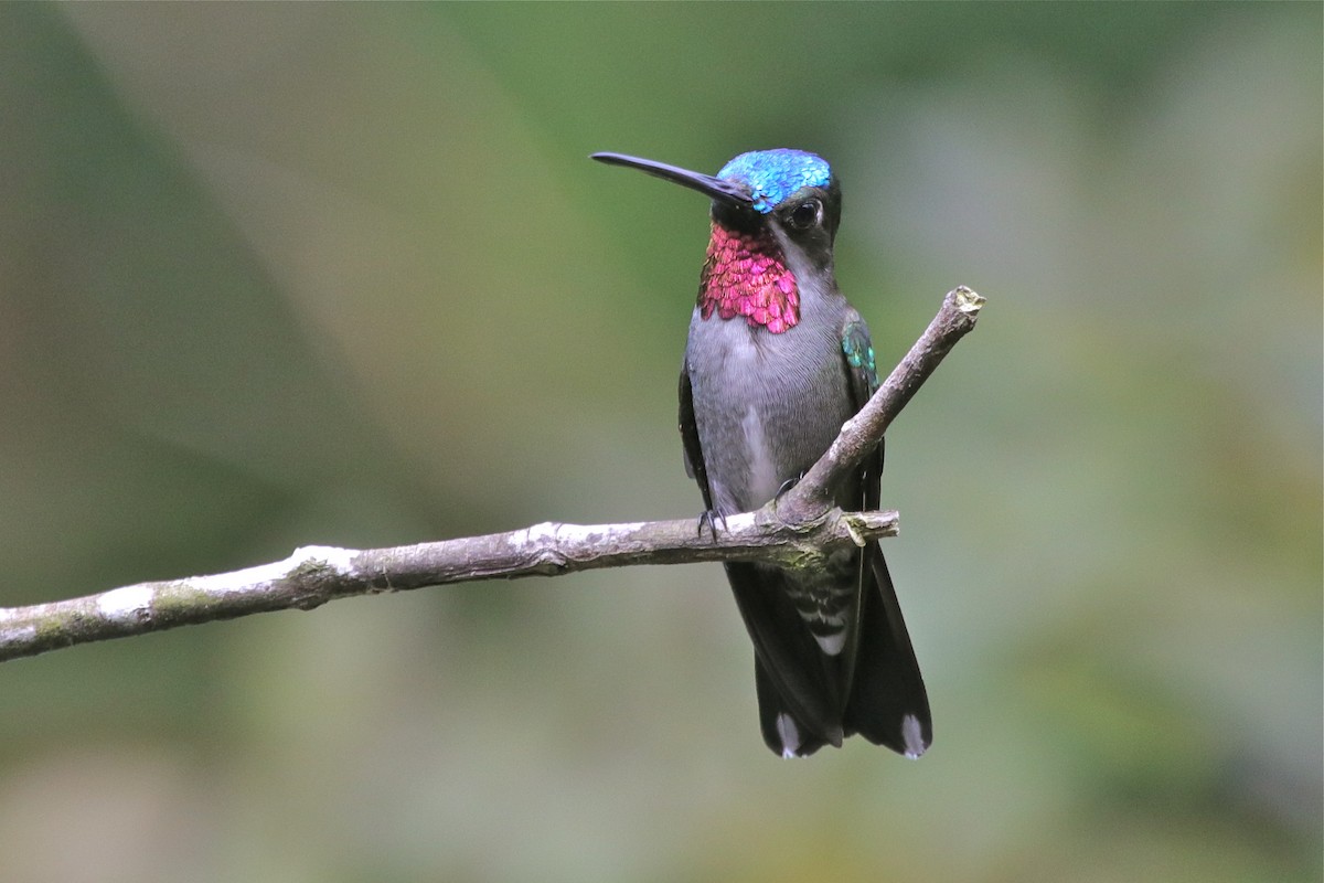 kolibřík hvězdohrdlý - ML596293361