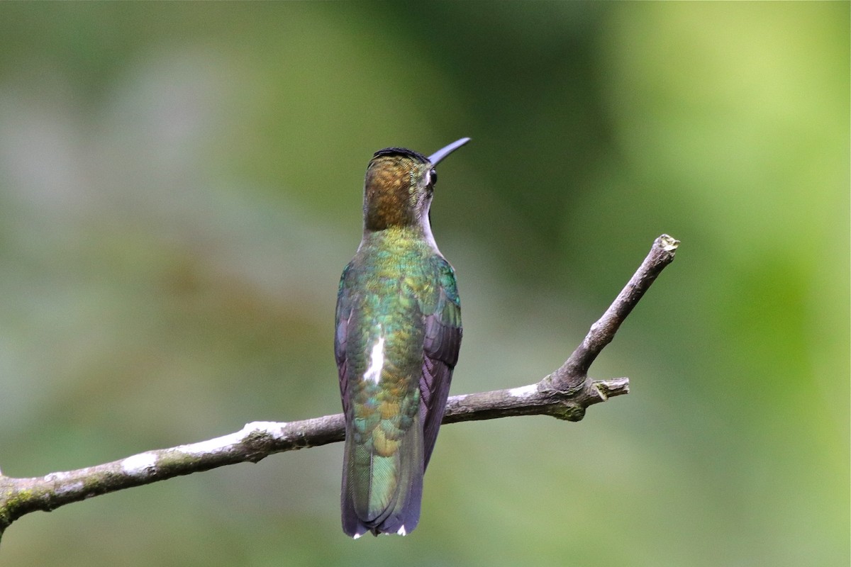 kolibřík hvězdohrdlý - ML596293371
