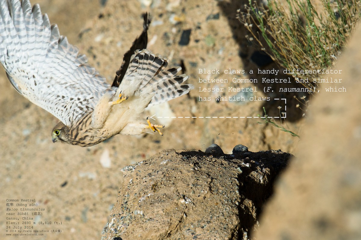 Eurasian Kestrel - ML59629351