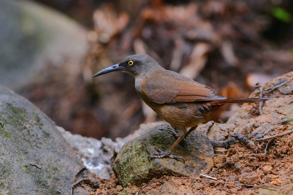 Brown Trembler - David Hollie