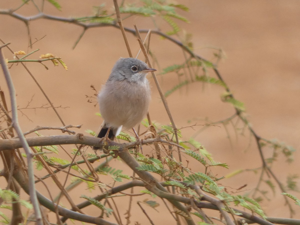 Spectacled Warbler - ML596294221