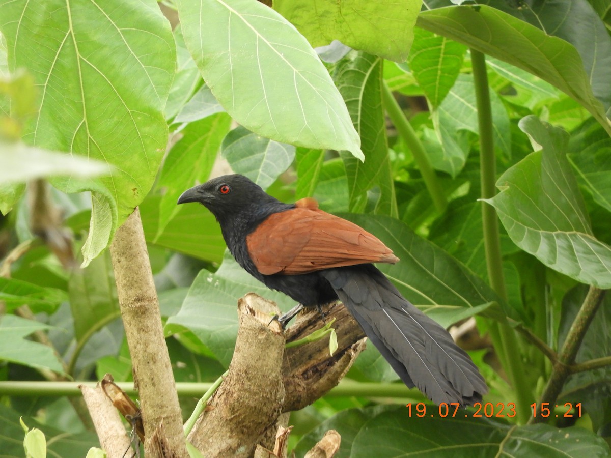Greater Coucal - ML596294341