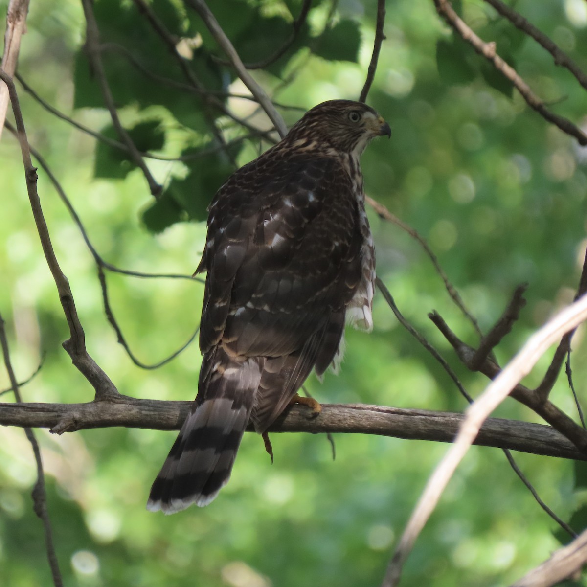 Cooper's Hawk - ML596294461