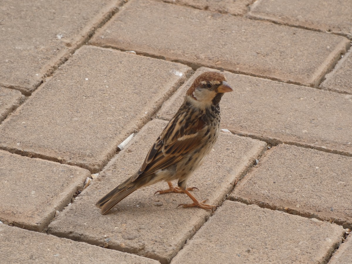 Spanish Sparrow - Helder Vieira