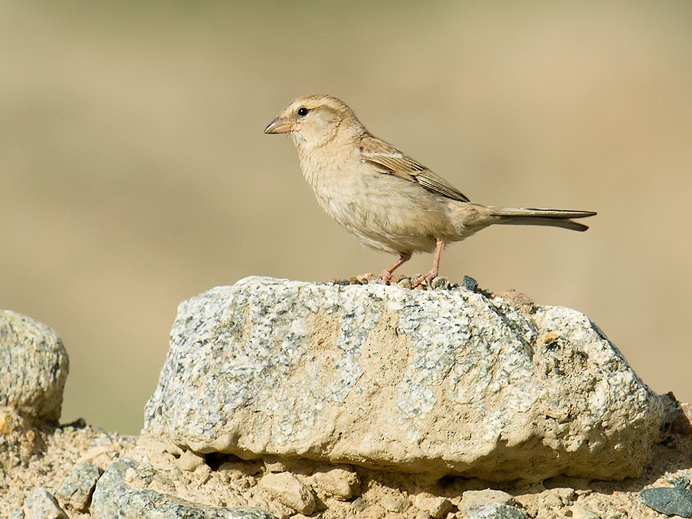 Moineau des saxaouls - ML59629511