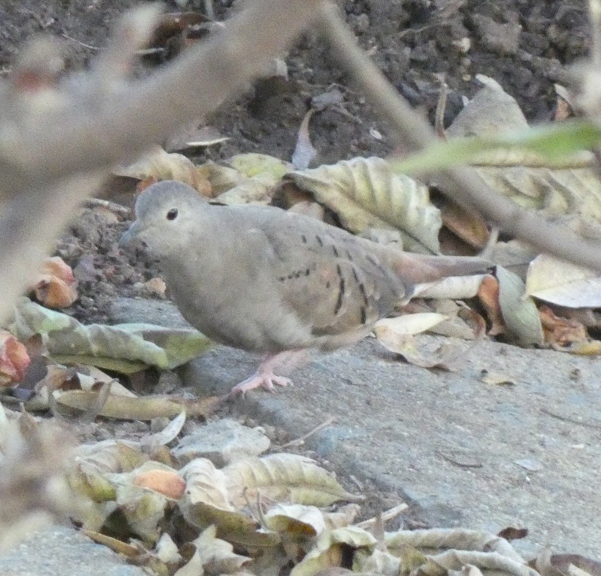 Ruddy Ground Dove - ML596295631