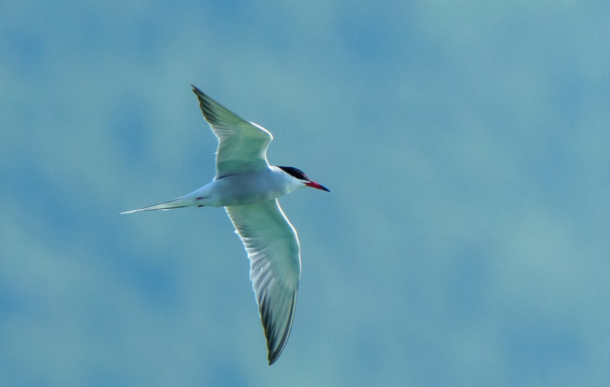 Common Tern - ML596296701