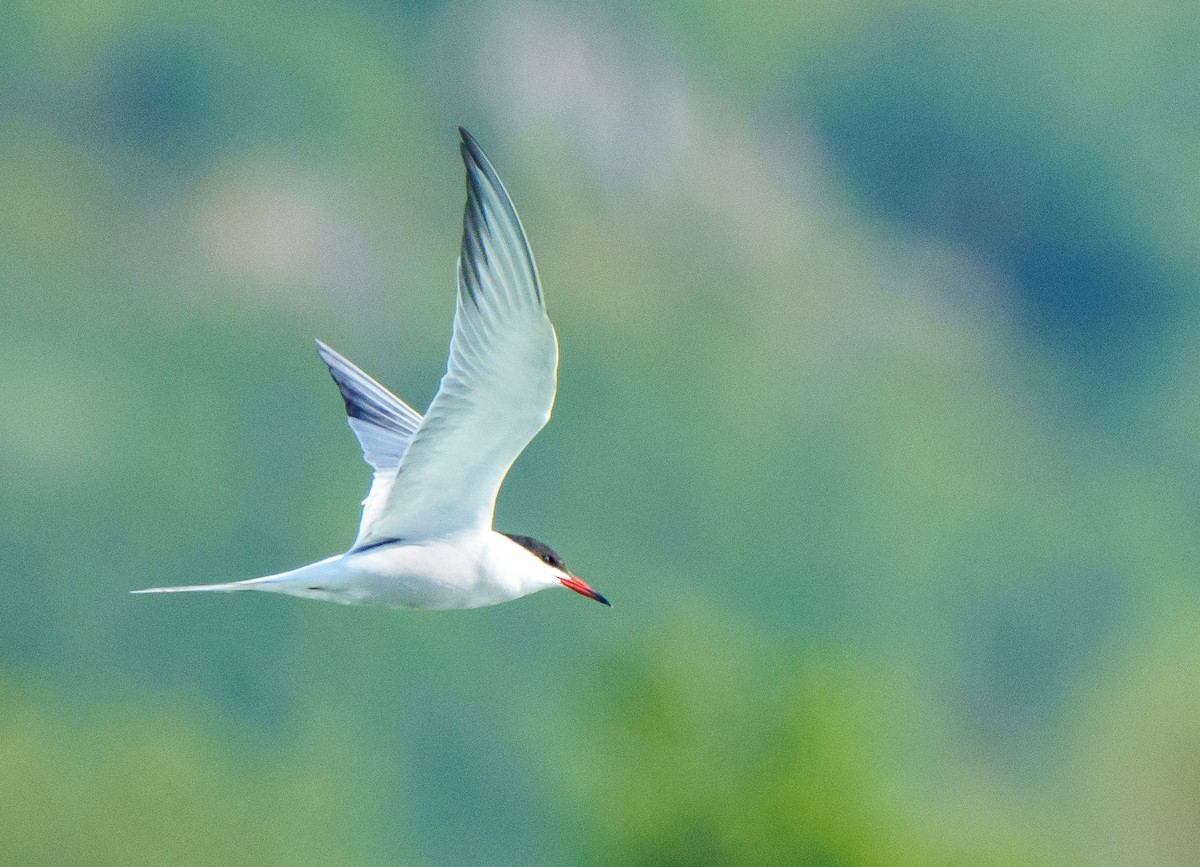 Common Tern - ML596296711