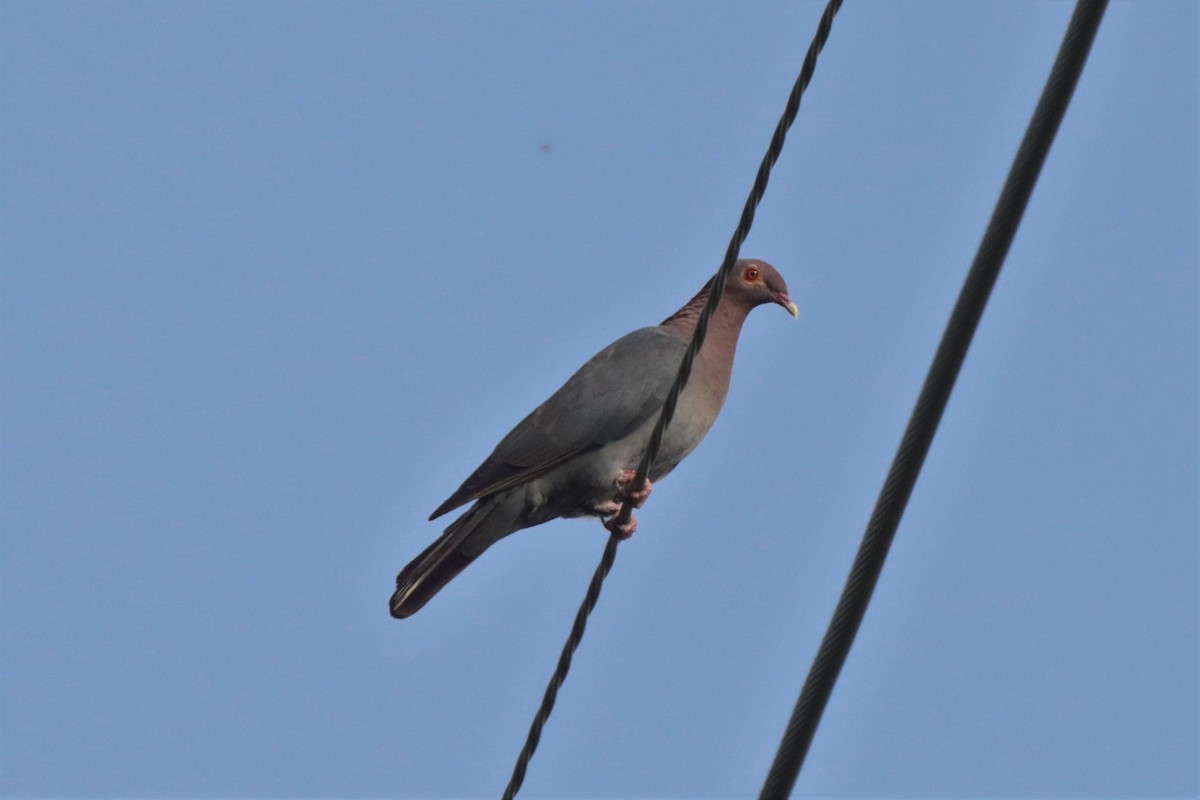 Pigeon à cou rouge - ML596297091