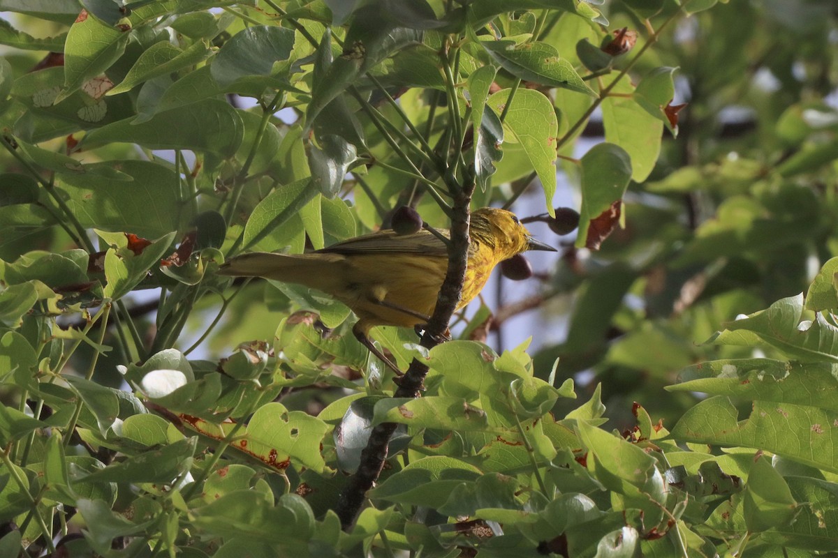 Yellow Warbler - Mark Gallagher