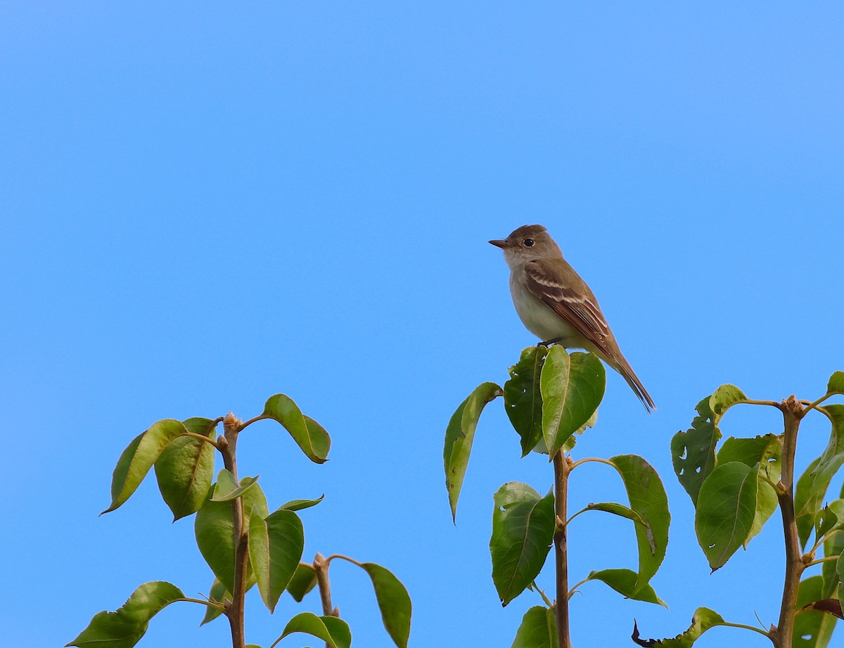 Willow Flycatcher - ML596297761