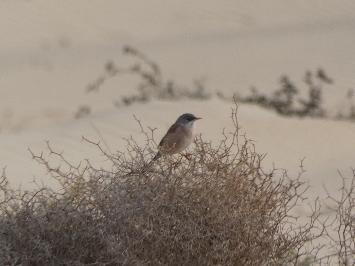 Spectacled Warbler - ML596297821