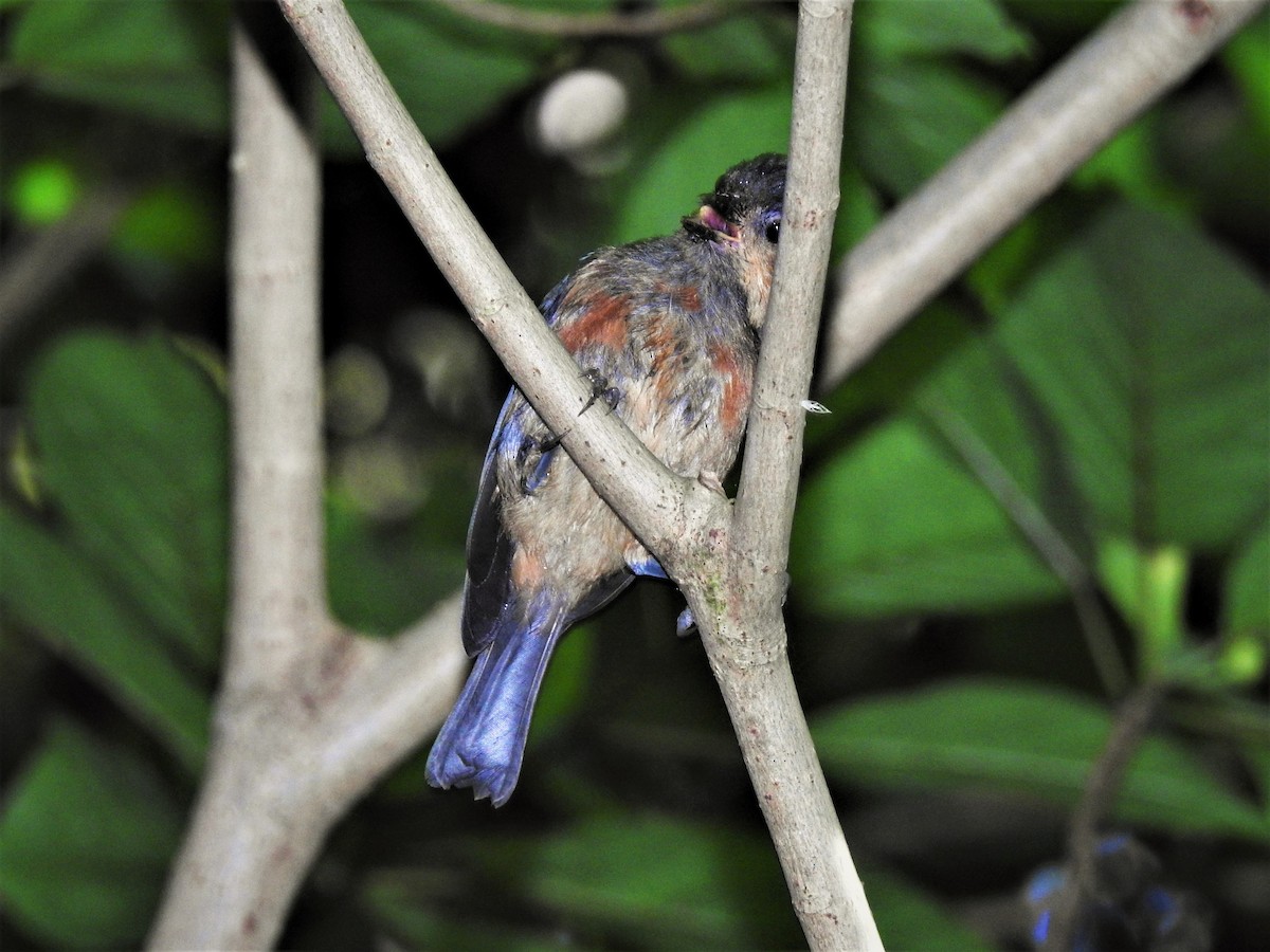 Owston's Tit - Chamitha De Alwis