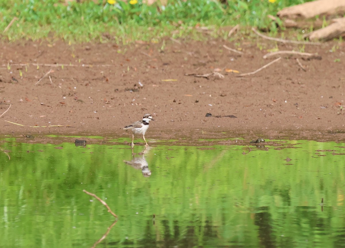 Killdeer - ML596298631