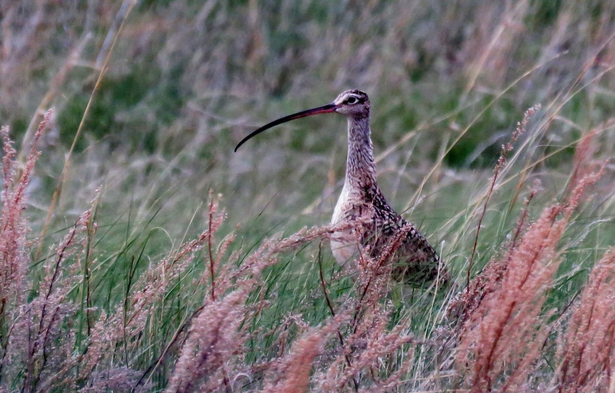 Long-billed Curlew - Michael Willison