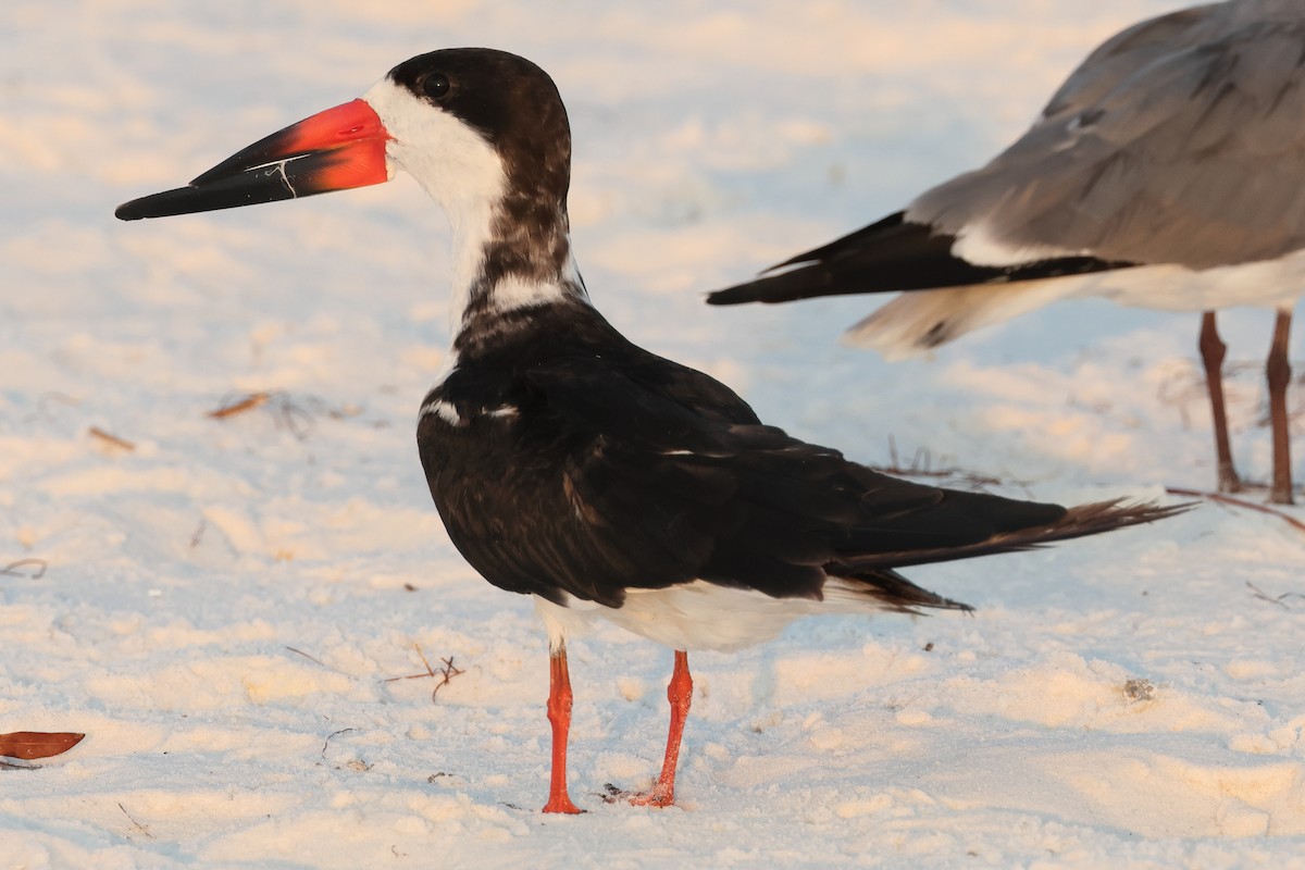 Black Skimmer - ML596300311