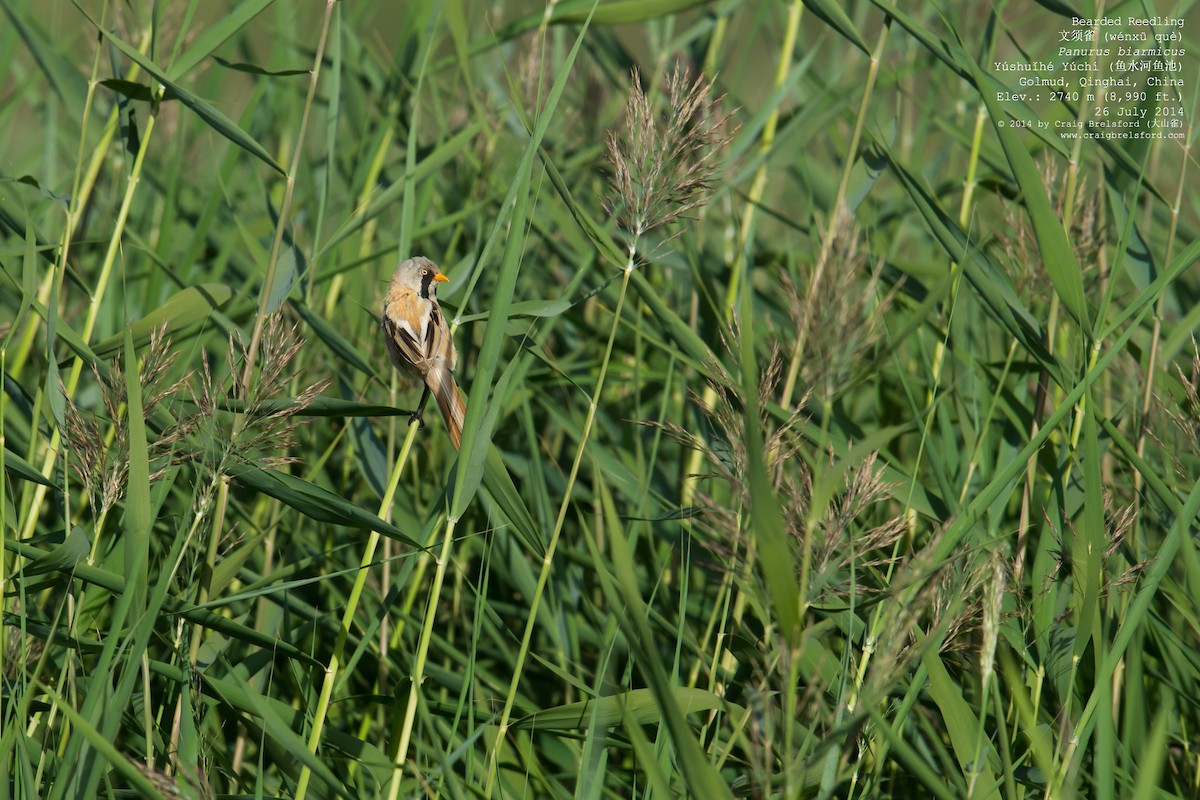 Bearded Reedling - Craig Brelsford