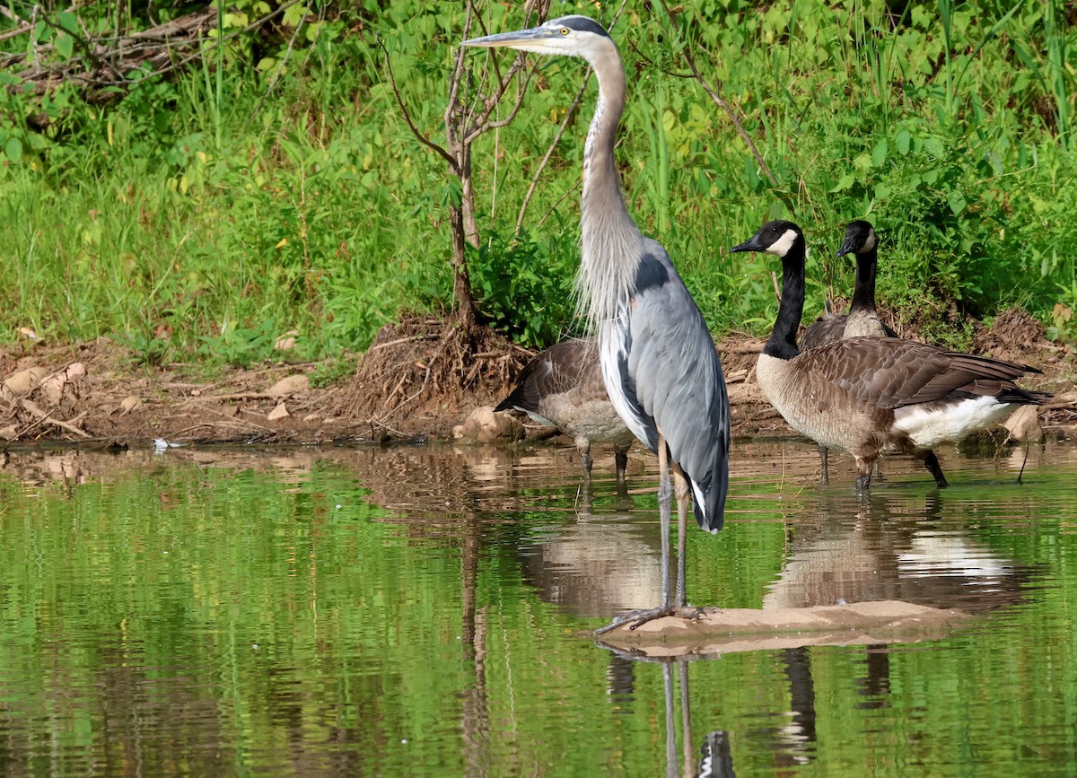 Great Blue Heron - ML596300631