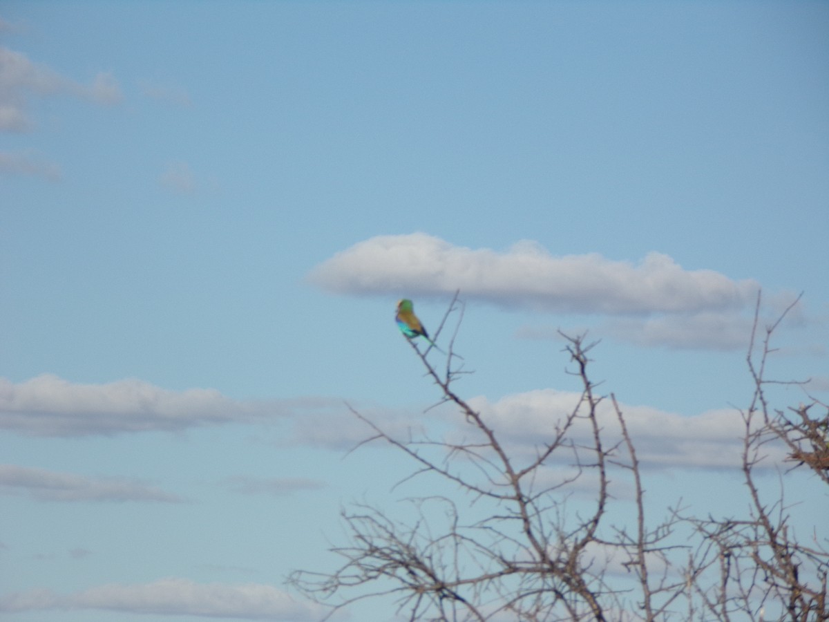 Lilac-breasted Roller - ML596301181