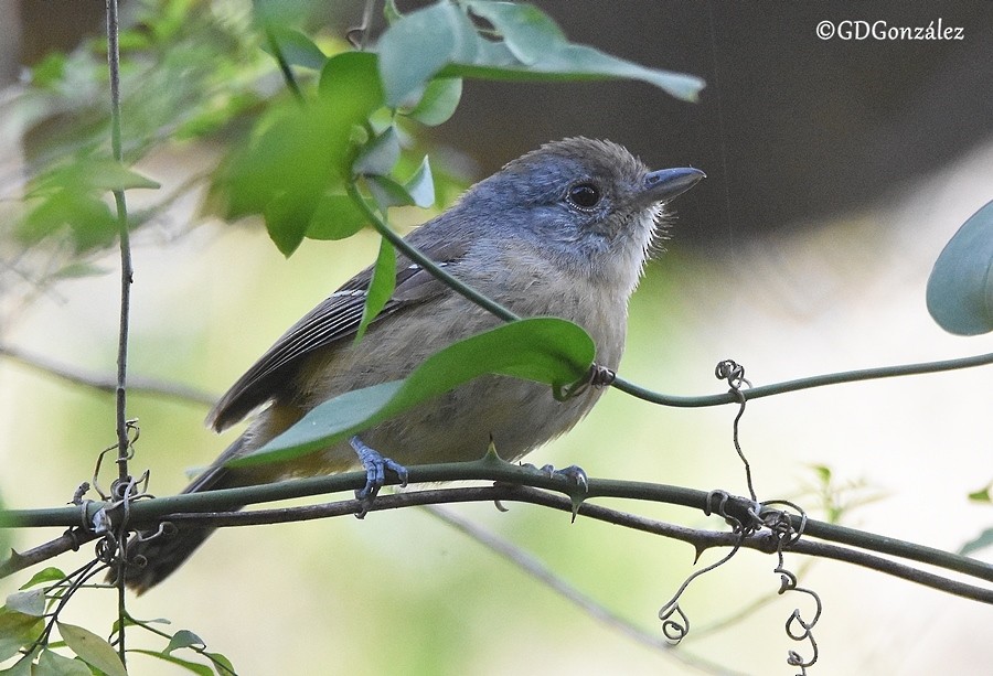 Variable Antshrike - GUSTAVO DANIEL GONZÁLEZ