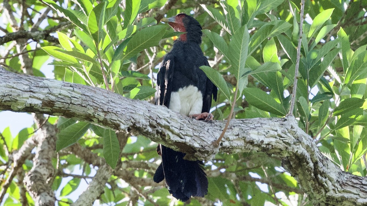 Red-throated Caracara - ML596301731