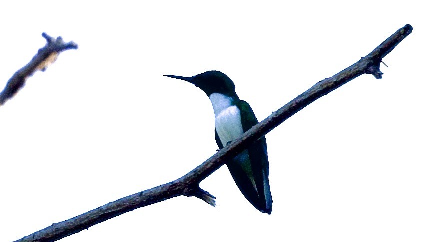 White-necked Jacobin - ML596301771