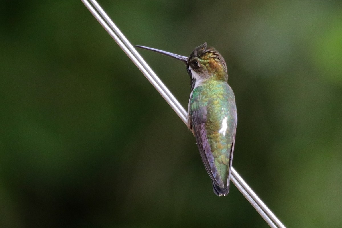 kolibřík hvězdohrdlý - ML596301821