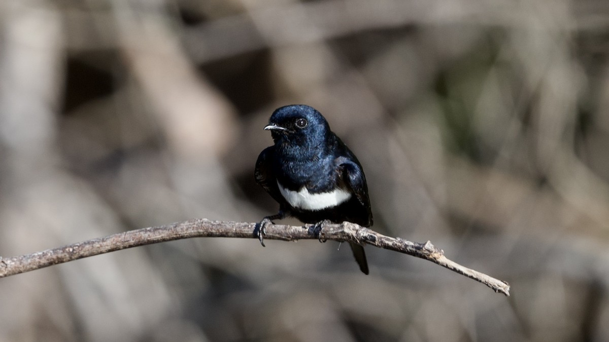 White-banded Swallow - ML596302491