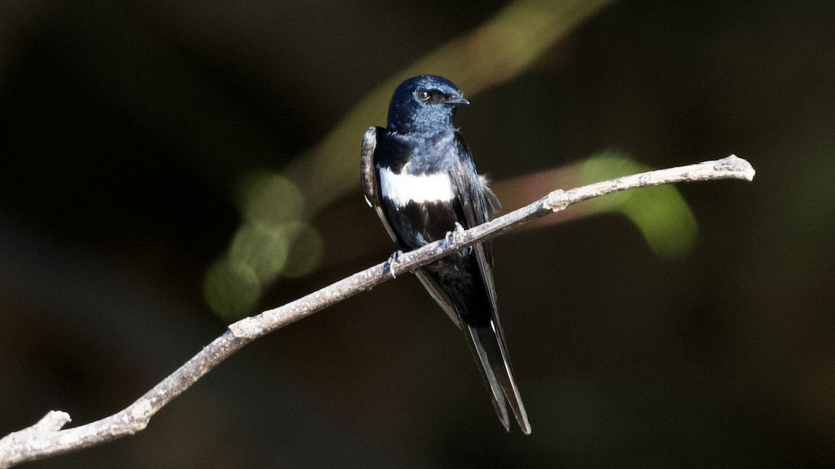 White-banded Swallow - ML596302501