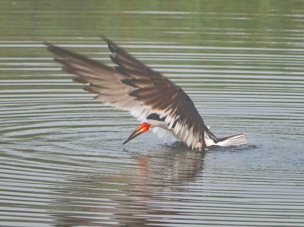 Black Skimmer - ML596303251