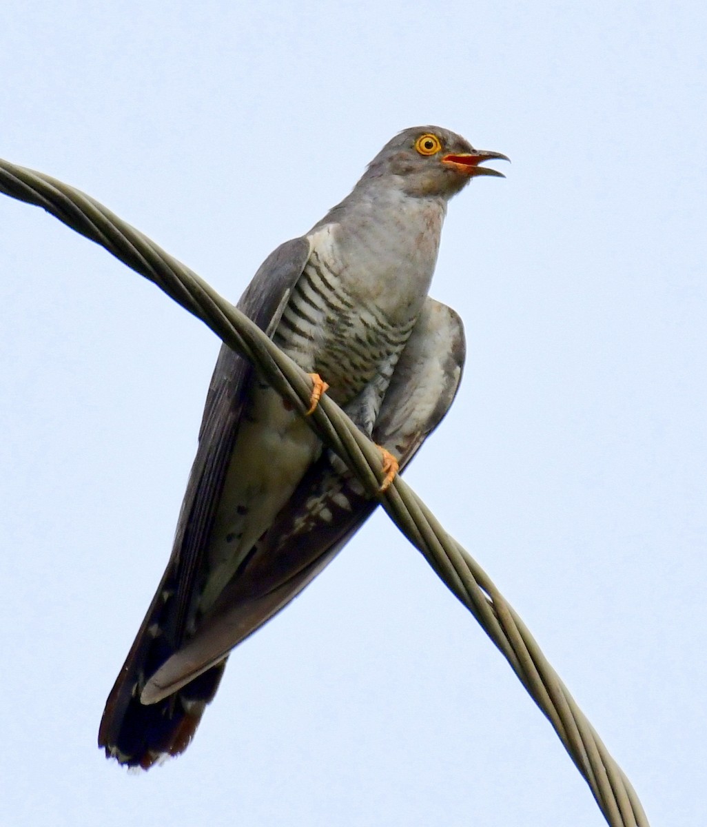 Common Cuckoo - Ajoy Kumar Dawn