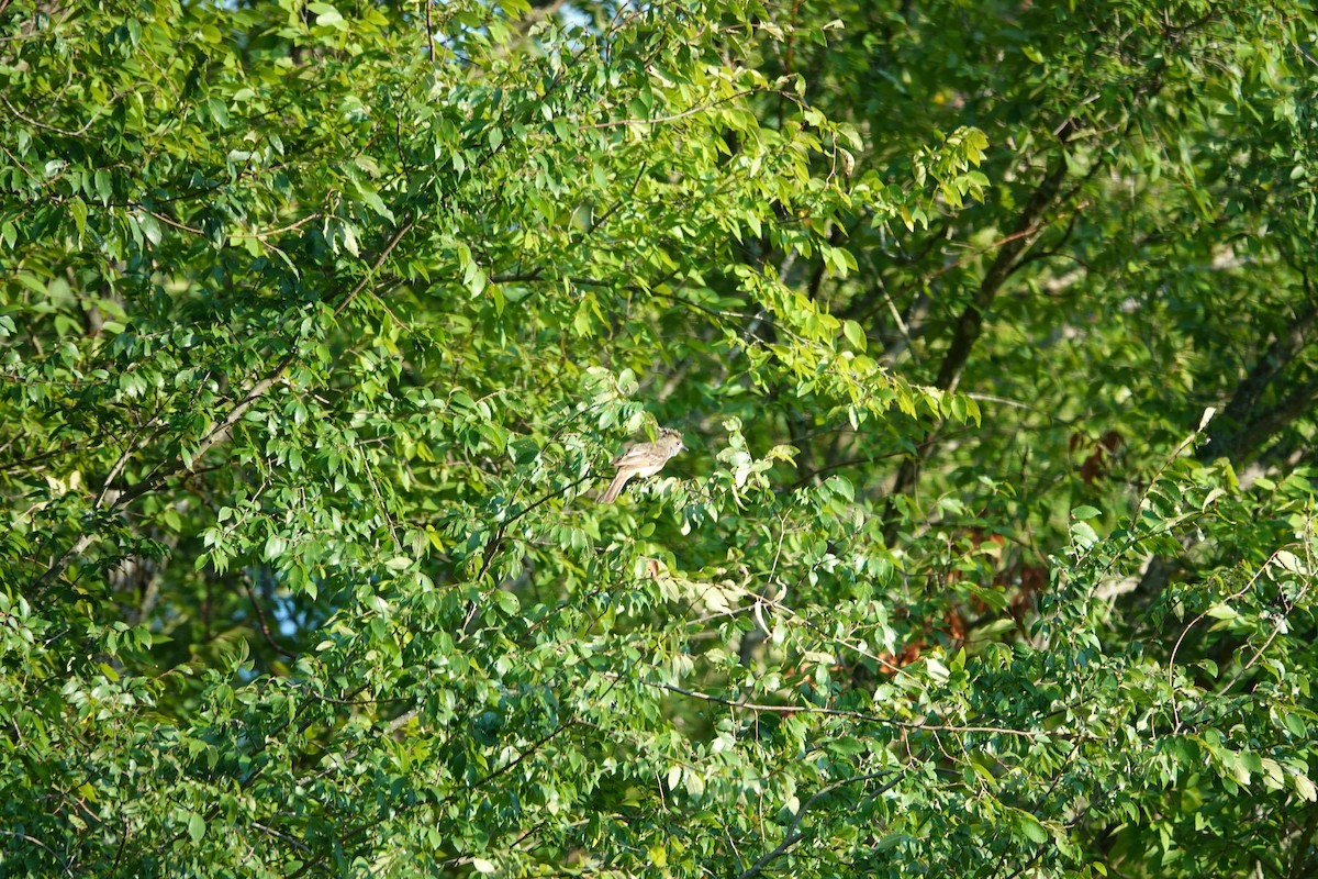 Great Crested Flycatcher - ML596305081