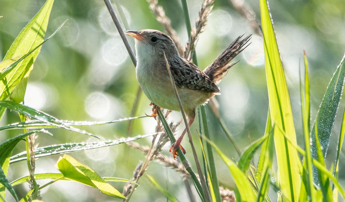 Sedge Wren - Gale VerHague