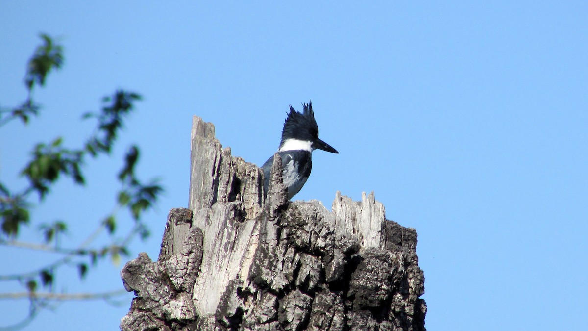 Belted Kingfisher - ML59630641