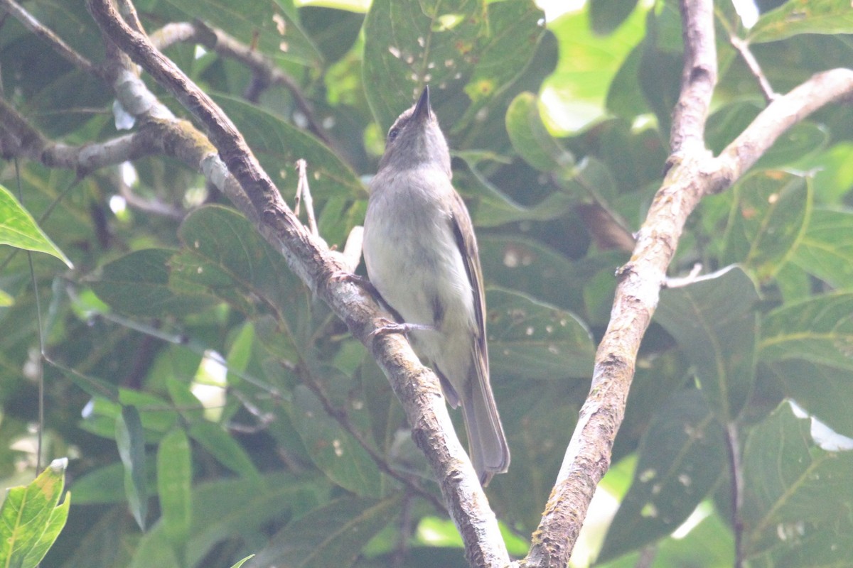 Green-backed Whistler - ML59630661