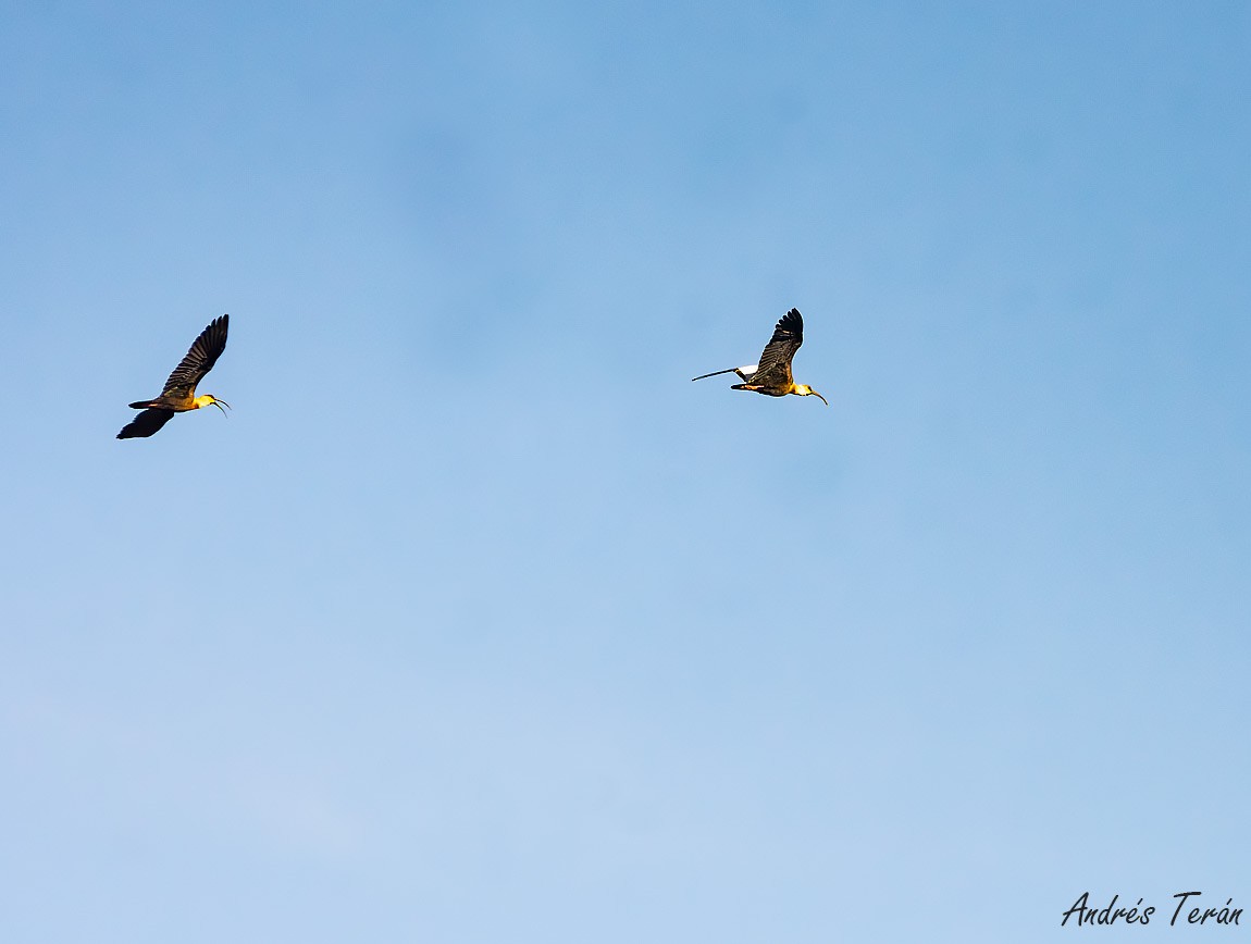 Buff-necked Ibis - Andrés  Terán