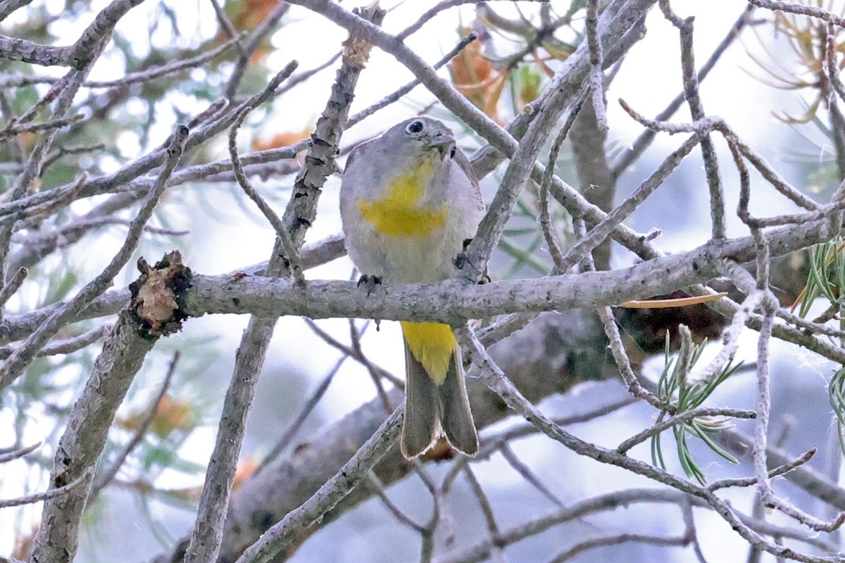 Virginia's Warbler - ML596307381