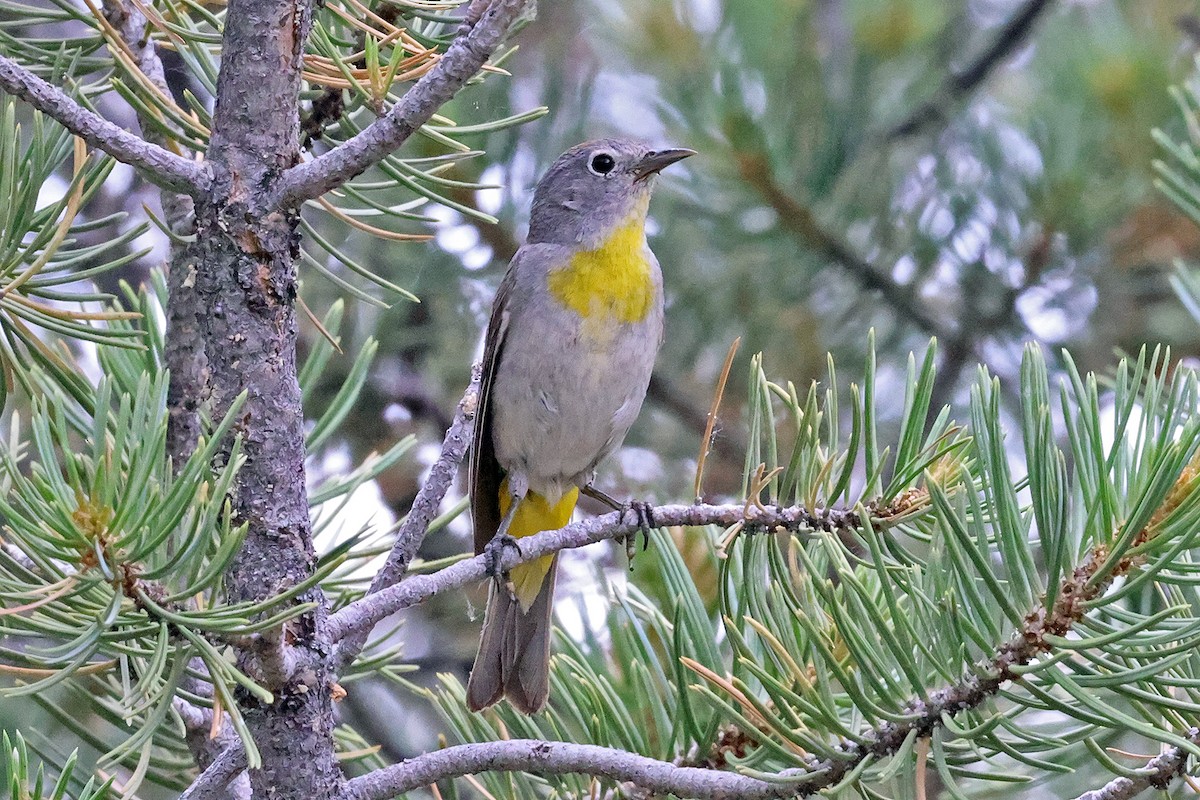Virginia's Warbler - ML596307811
