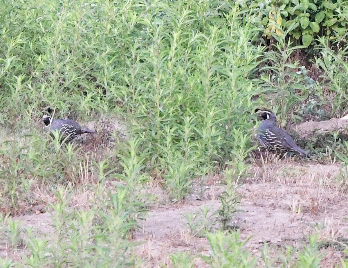 California Quail - ML596308221