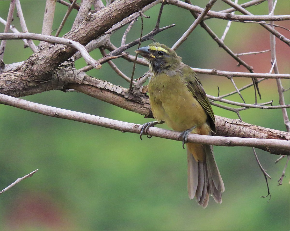 Cinnamon-bellied Saltator - ML596308381