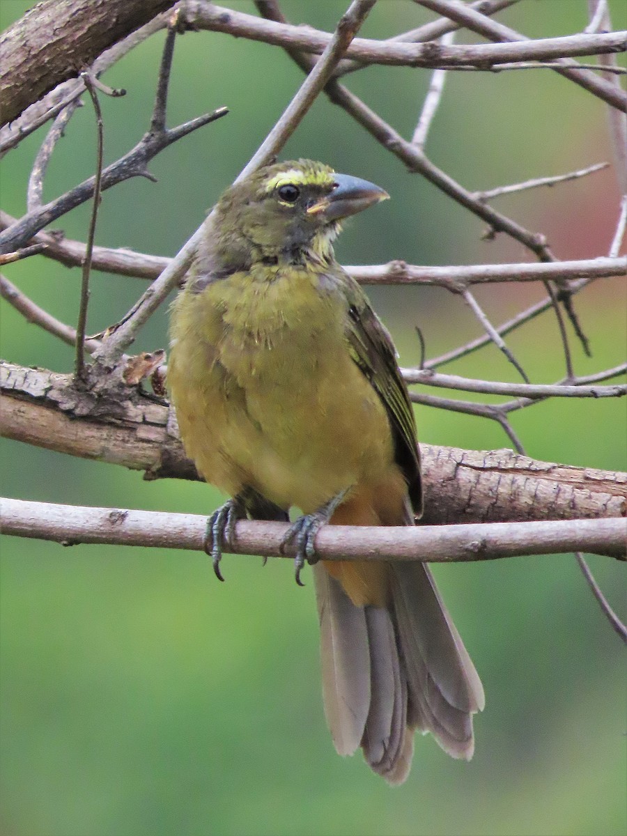 Cinnamon-bellied Saltator - ML596308391