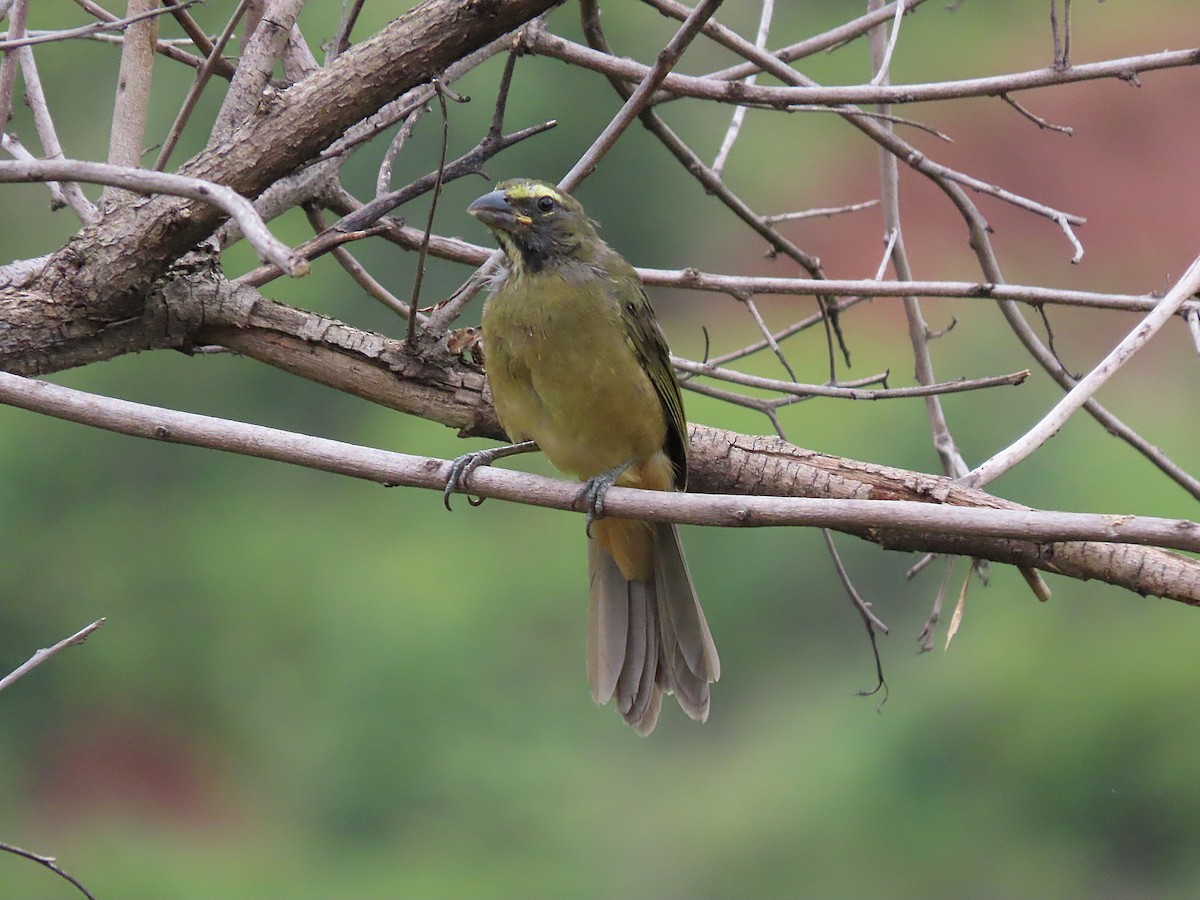 Cinnamon-bellied Saltator - ML596308401