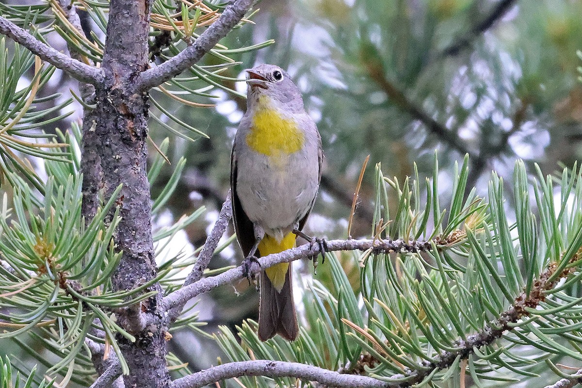 Virginia's Warbler - ML596308681