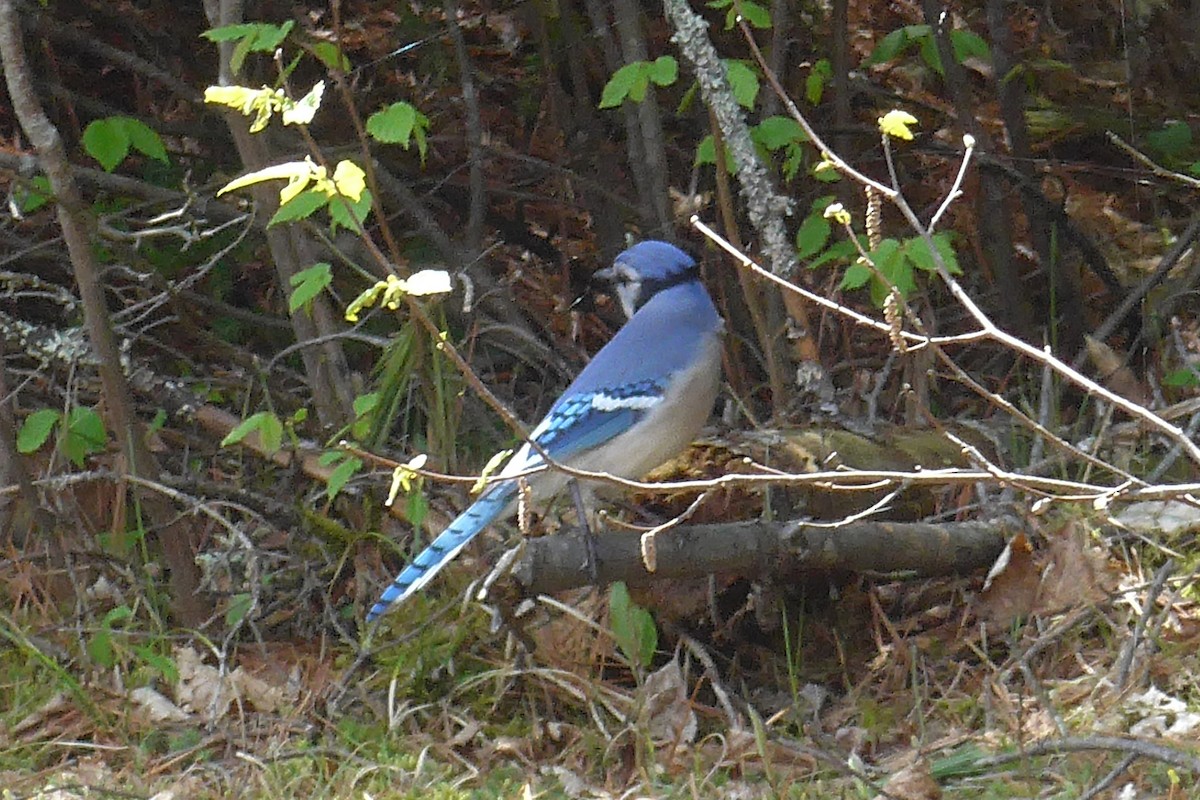 Blauhäher - ML596308751